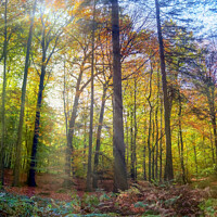 Buy canvas prints of View into a vibrant and colorful autumn forest with fall foliage by Michael Piepgras
