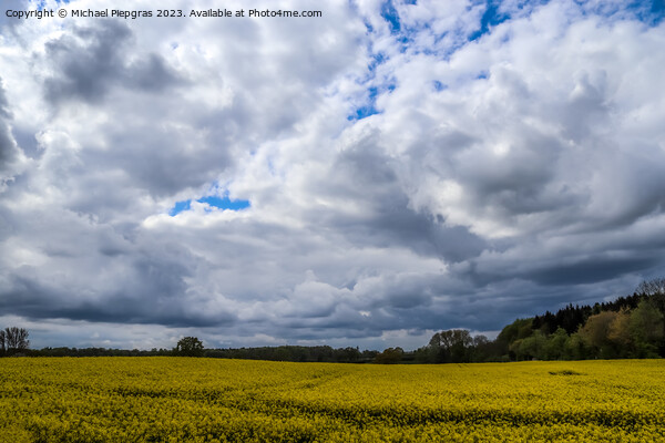 Yellow field of flowering rape and tree against a blue sky with  Picture Board by Michael Piepgras