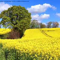 Buy canvas prints of Yellow field of flowering rape and tree against a blue sky with  by Michael Piepgras