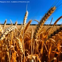 Buy canvas prints of A field of ripe wheat against the blue sky created with generati by Michael Piepgras