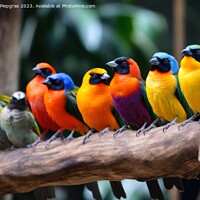 Buy canvas prints of Many colourful different tropical birds sitting together on a br by Michael Piepgras