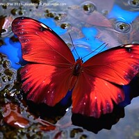 Buy canvas prints of Mesmerising butterfly photography created with generative AI tec by Michael Piepgras