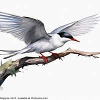 Buy canvas prints of Watercolor painted common tern on a white background. by Michael Piepgras