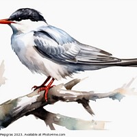 Buy canvas prints of Watercolor painted common tern on a white background. by Michael Piepgras