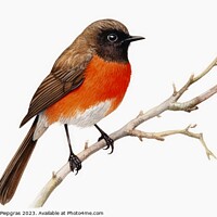 Buy canvas prints of Watercolor painted garden redstart on a white background. by Michael Piepgras