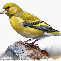 Buy canvas prints of Watercolor painted greenfinch on a white background. by Michael Piepgras
