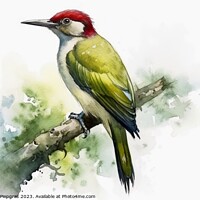 Buy canvas prints of Watercolor painted green woodpecker on a white background. by Michael Piepgras