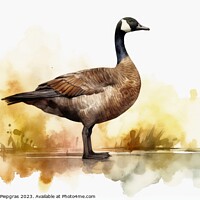 Buy canvas prints of Watercolor painted canadian goose on a white background. by Michael Piepgras