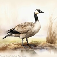 Buy canvas prints of Watercolor painted canadian goose on a white background. by Michael Piepgras