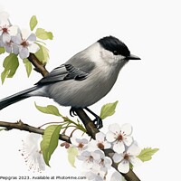 Buy canvas prints of Watercolor painted eurasian blackcap on a white background. by Michael Piepgras