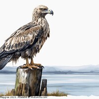 Buy canvas prints of Watercolor painted sea eagle on a white background. by Michael Piepgras