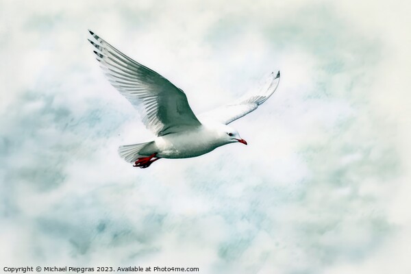 Watercolor painted silver gull on a white background. Picture Board by Michael Piepgras