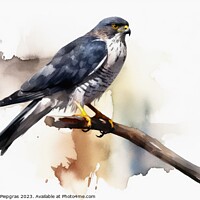 Buy canvas prints of Watercolor painted sparrowhawk on a white background. by Michael Piepgras