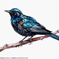 Buy canvas prints of Watercolor painted starling on a white background. by Michael Piepgras
