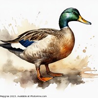 Buy canvas prints of Watercolor painted mallard duck on a white background. by Michael Piepgras