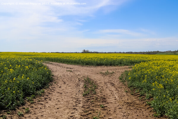 Tire tracks in a yellow field of flowering rape against a blue s Picture Board by Michael Piepgras