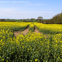Buy canvas prints of Yellow field of flowering rape and tree against a blue sky with  by Michael Piepgras