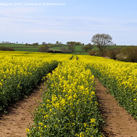 Buy canvas prints of Tire tracks in a yellow field of flowering rape against a blue s by Michael Piepgras