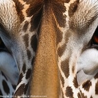 Buy canvas prints of A close up portrait of mesmerizing giraffe photography created w by Michael Piepgras