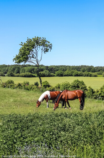 Beautiful panorama of grazing horses on a green meadow during springtime Picture Board by Michael Piepgras