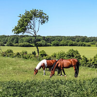 Buy canvas prints of Beautiful panorama of grazing horses on a green meadow during springtime by Michael Piepgras