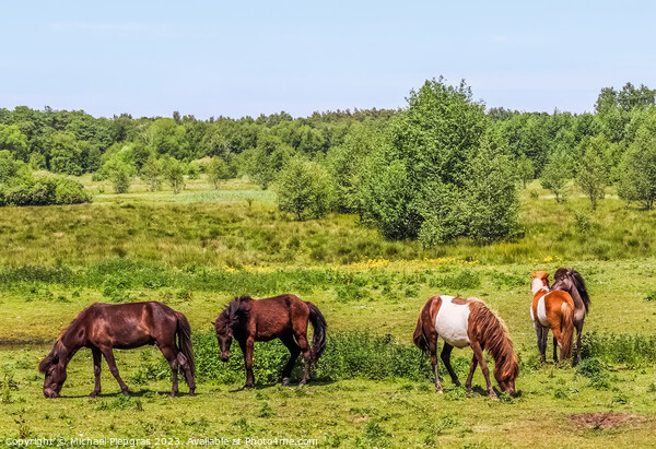 Beautiful panorama of grazing horses on a green meadow during springtime Picture Board by Michael Piepgras