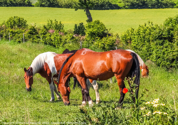 Beautiful panorama of grazing horses on a green meadow during springtime Picture Board by Michael Piepgras