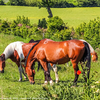 Buy canvas prints of Beautiful panorama of grazing horses on a green meadow during springtime by Michael Piepgras