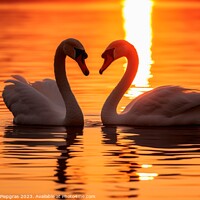 Buy canvas prints of A swan couple in the sunset by Michael Piepgras