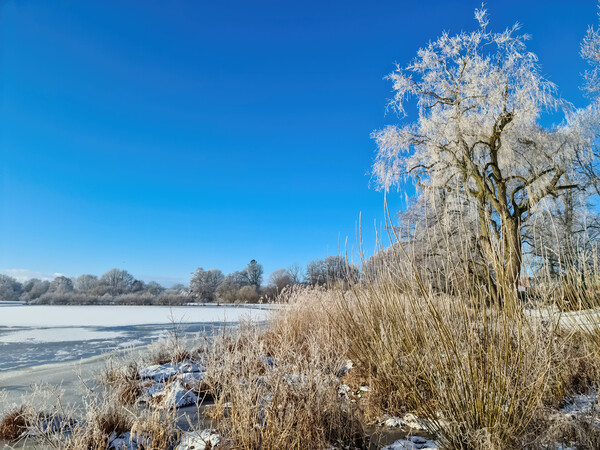 A snow covered frozen lake with icy reeds in the sunshine in the Picture Board by Michael Piepgras