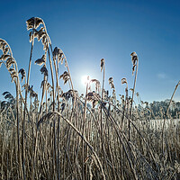 Buy canvas prints of A snow covered frozen lake with icy reeds in the sunshine in the by Michael Piepgras