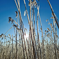 Buy canvas prints of A snow covered frozen lake with icy reeds in the sunshine in the by Michael Piepgras