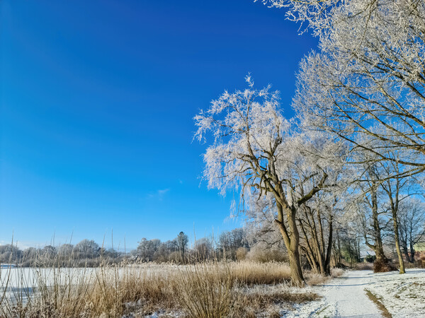 A snow covered frozen lake with icy reeds in the sunshine in the Picture Board by Michael Piepgras
