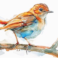 Buy canvas prints of Watercolor of a Nightingale on white. by Michael Piepgras
