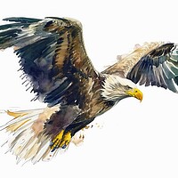 Buy canvas prints of Watercolor of a sea eagle on white. by Michael Piepgras