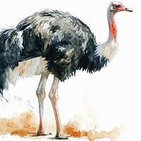 Buy canvas prints of Watercolor of an Ostrich on white. by Michael Piepgras