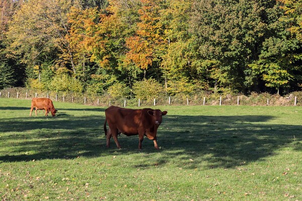 Brown cows grazing on green meadow against autumn forest backgro Picture Board by Michael Piepgras