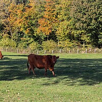 Buy canvas prints of Brown cows grazing on green meadow against autumn forest backgro by Michael Piepgras
