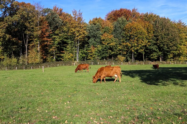 Brown cows grazing on green meadow against autumn forest backgro Picture Board by Michael Piepgras