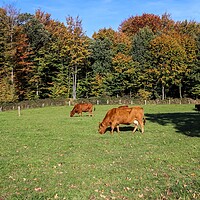 Buy canvas prints of Brown cows grazing on green meadow against autumn forest backgro by Michael Piepgras