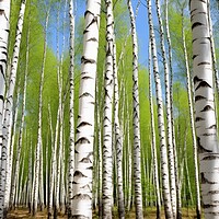 Buy canvas prints of A beautiful birch forest with many white tree trunks. by Michael Piepgras