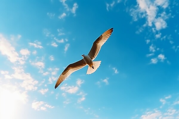 A seagull close up in the blue sky at the beach. Picture Board by Michael Piepgras
