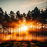 Buy canvas prints of A sunrise in a misty forest area. by Michael Piepgras