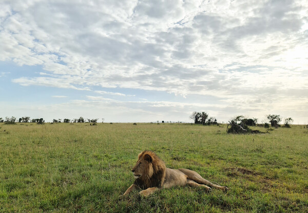 Impressive wild lions in the Savannah of Africa in the Masai Mar Picture Board by Michael Piepgras