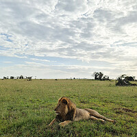 Buy canvas prints of Impressive wild lions in the Savannah of Africa in the Masai Mar by Michael Piepgras