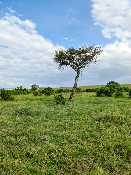 Typical African trees in the savannah of the Masai Mara Park in  Picture Board by Michael Piepgras