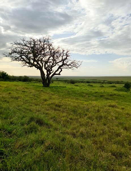 Typical African trees in the savannah of the Masai Mara Park in  Picture Board by Michael Piepgras