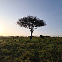 Buy canvas prints of Typical African trees in the savannah of the Masai Mara Park in  by Michael Piepgras