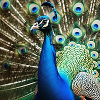 Buy canvas prints of A beautiful peacock shows off its magnificent feathers. by Michael Piepgras
