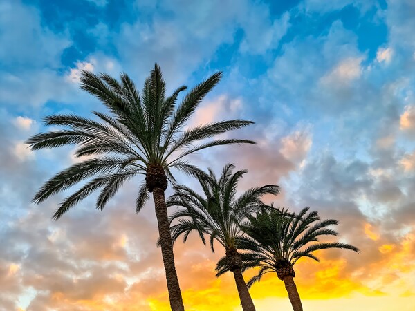 A beautiful palm tree in front of a dreamlike sky on Tenerife. Picture Board by Michael Piepgras